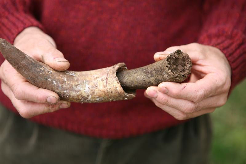 biodynamische wijn koehoorn