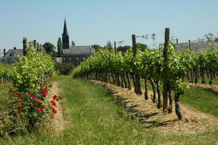 anjou saumur wijn