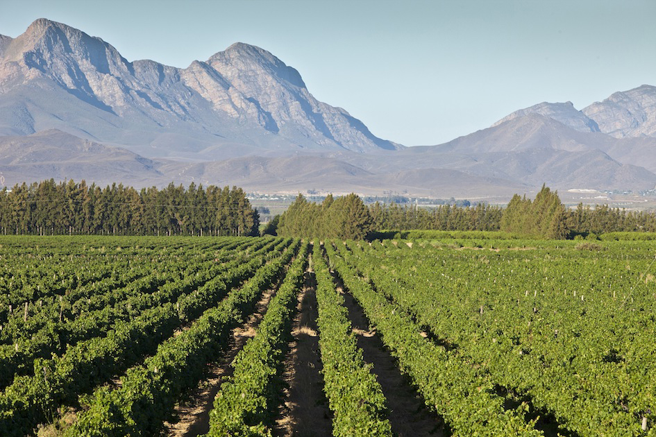 Zuid-Afrikaanse wijn uit Breedekloof kopen