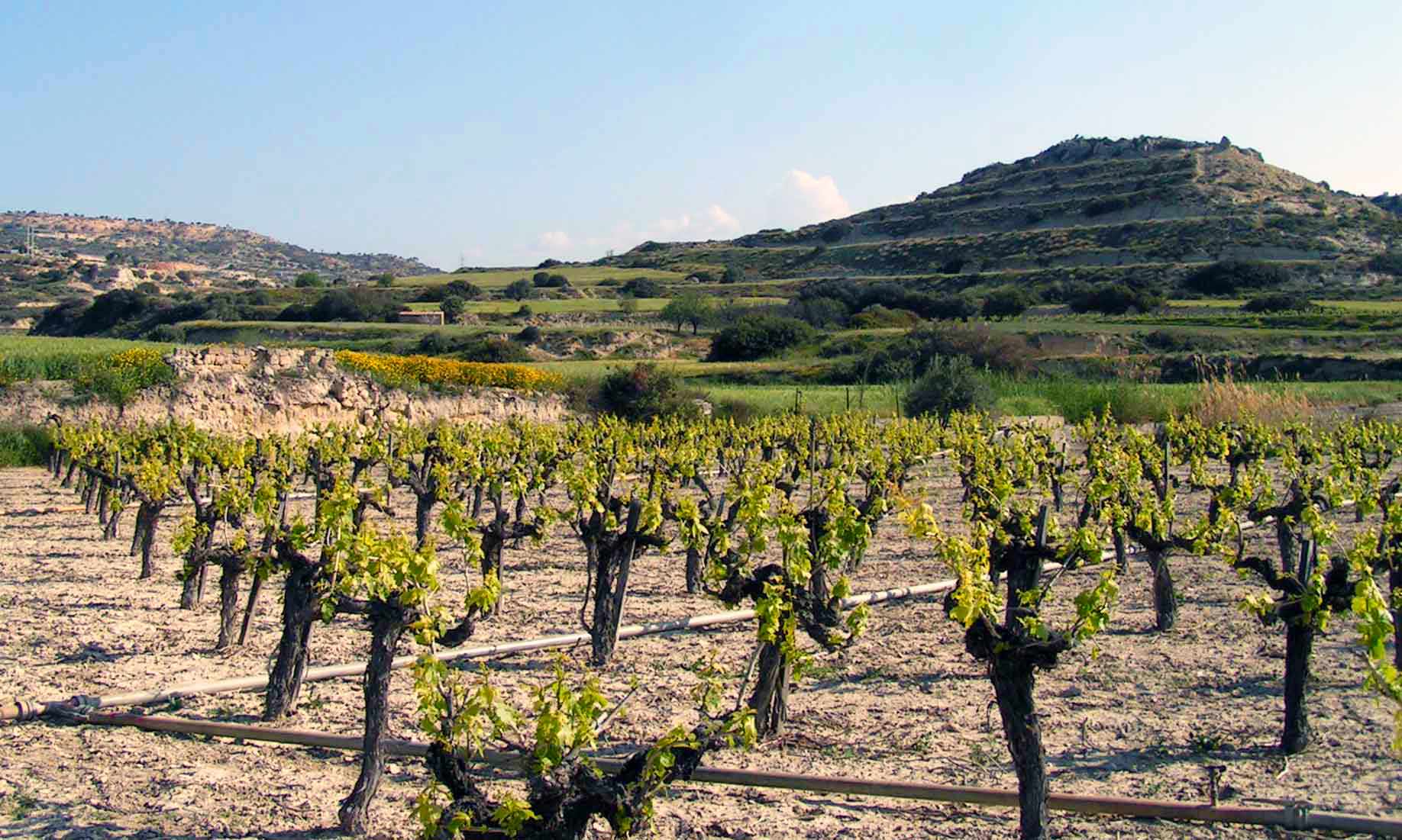 De beste wijnen van Cyprus kopen