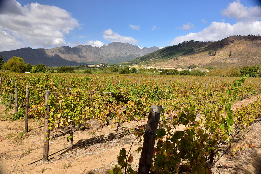 Zuid-Afrikaanse wijn uit Franschhoek kopen