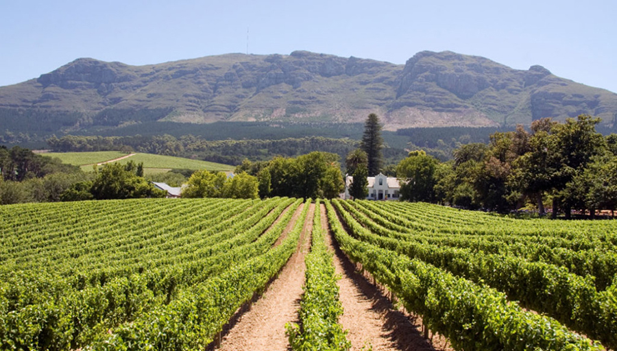 Zuid-Afrikaanse wijn uit Paarl kopen