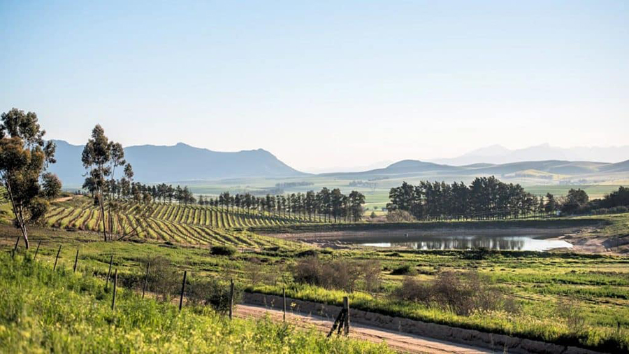 Zuid-Afrikaanse wijn uit Swartland kopen