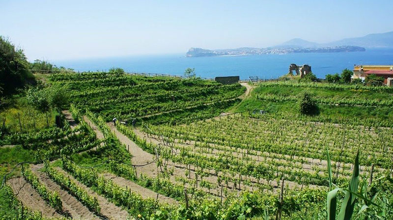 campania wijn