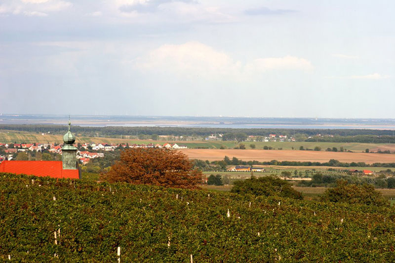 neusiedlersee wijn kopen