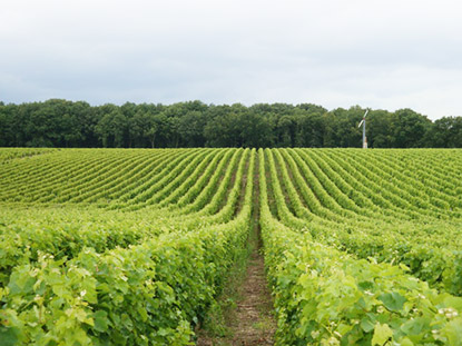domaine baron sauvignon blanc