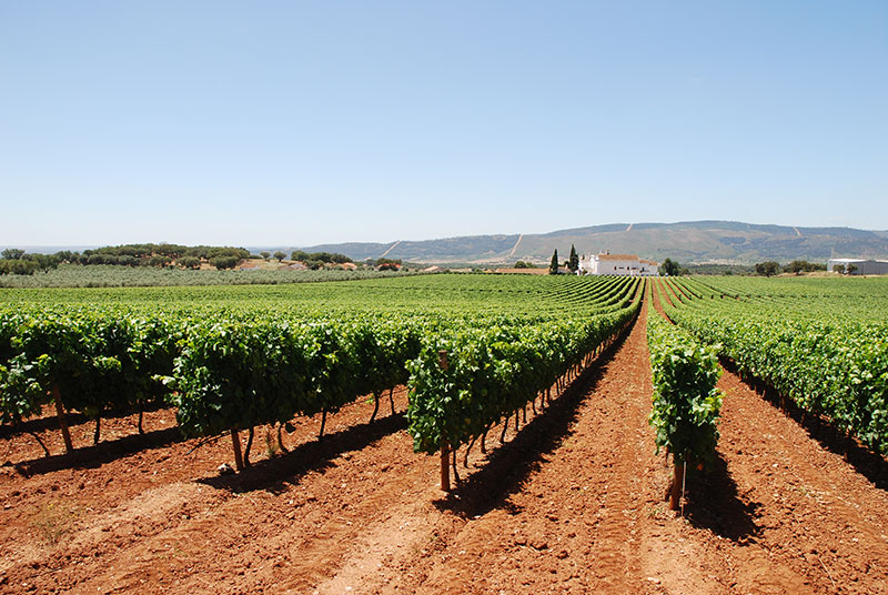 ribatejo wijn portugal