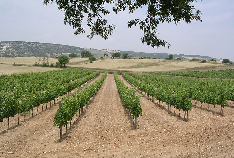 ribera del duero wijn