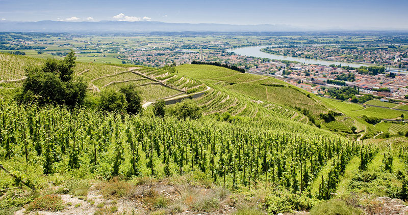 saint-peray wijn