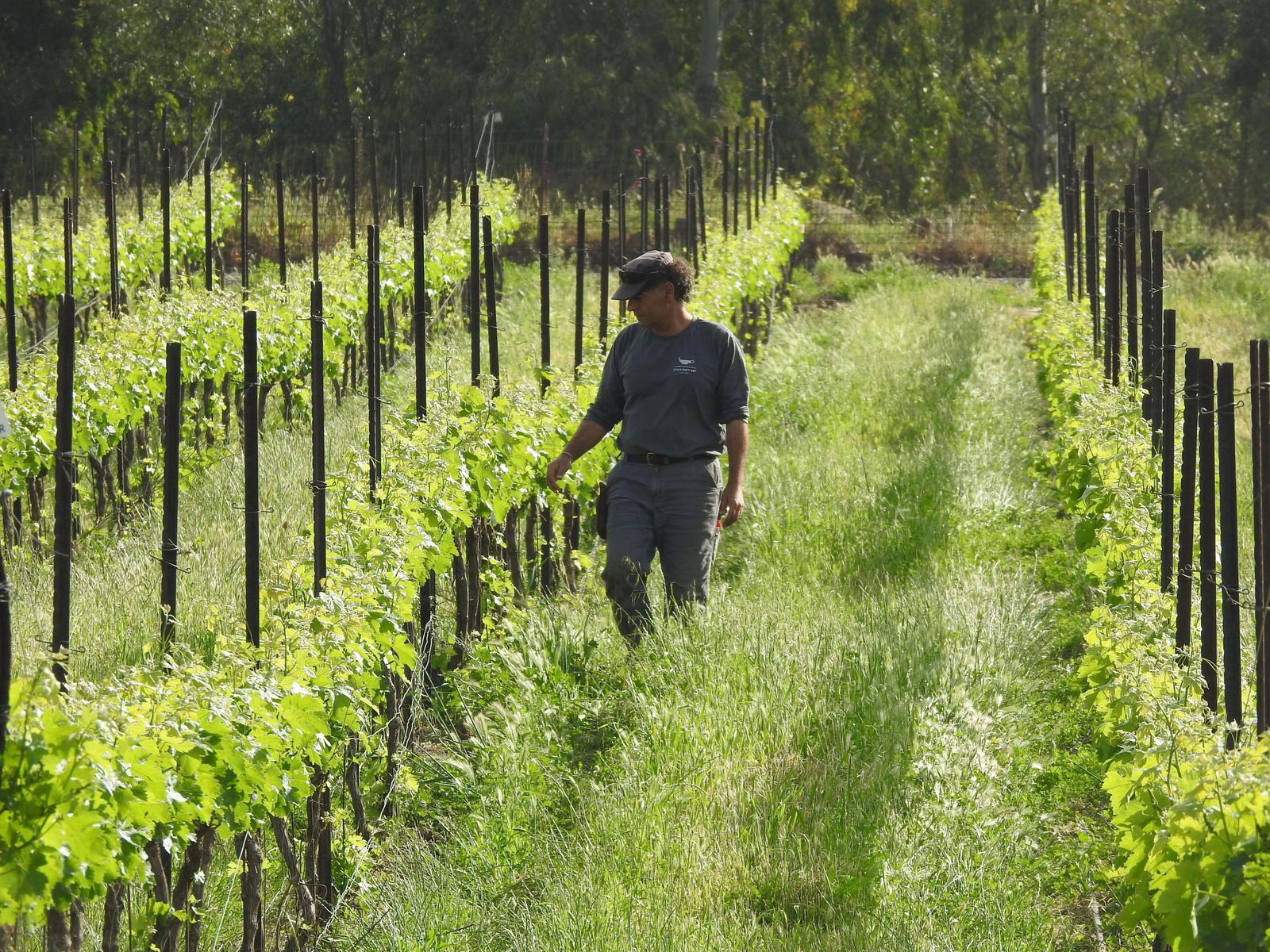Golan Heights Winery Israel wijnen kopen