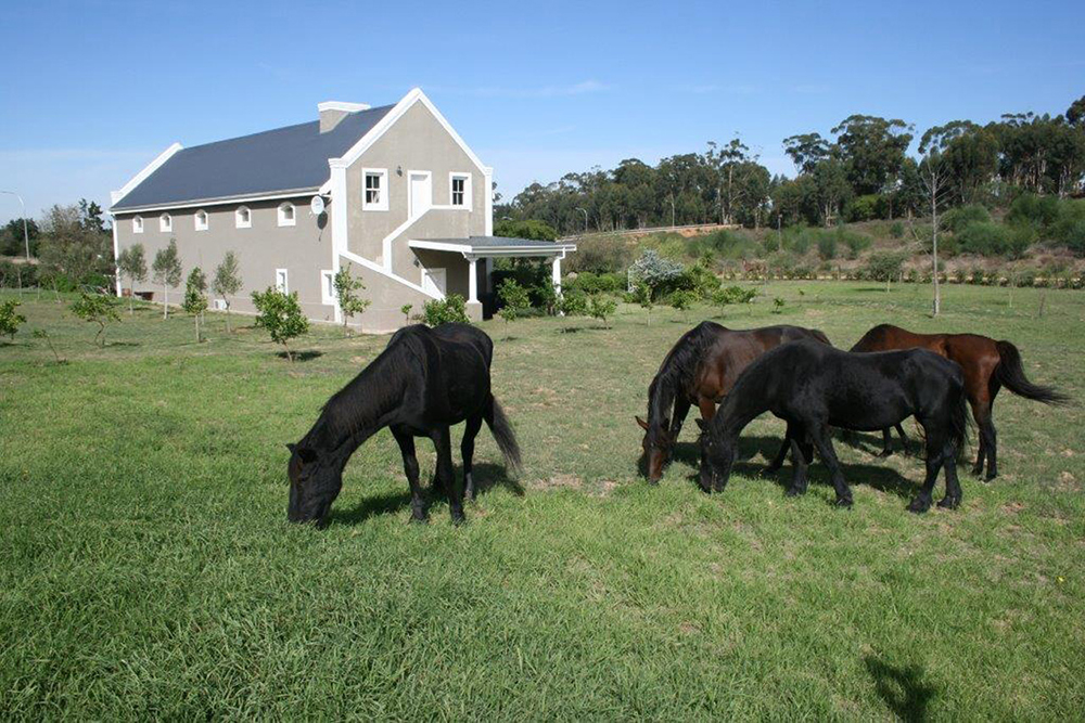 Zuid-Afrikaanse wijn van Hofstraat Kelder kopen