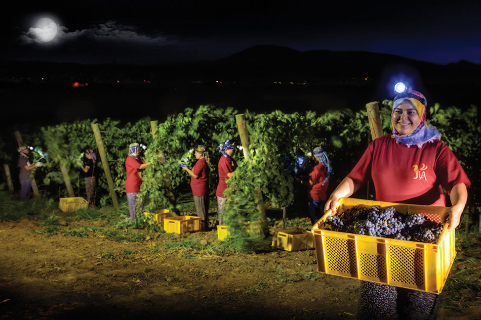 Wijn van Lucian Arkas kopen