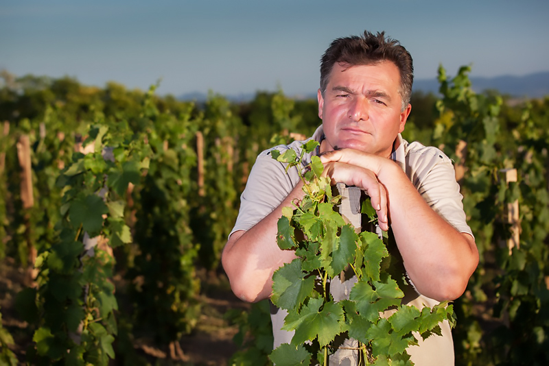Strekov wijnen kopen